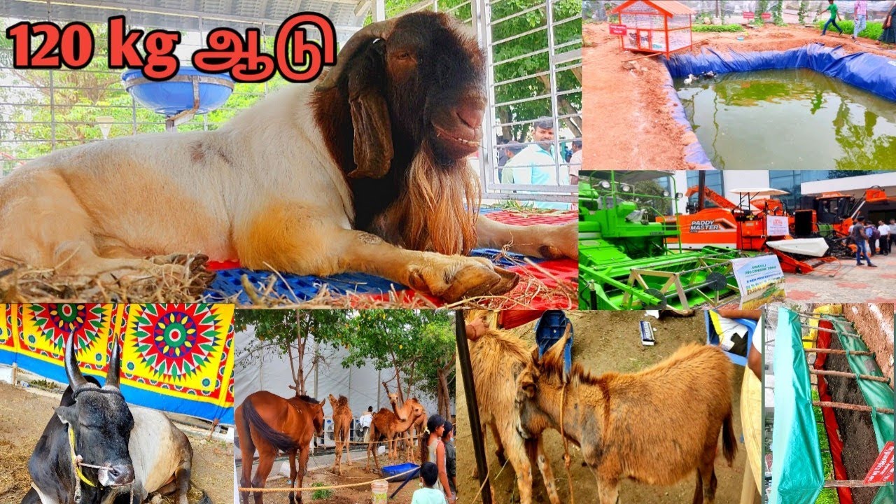என்னது ஒரு🐐 ஆடு 120 KGவா...😳 குதிரை🐎 கழுதை,ஒட்டகம்🐪 மீன் 🐋 ஓரே ஜோலி 🥳