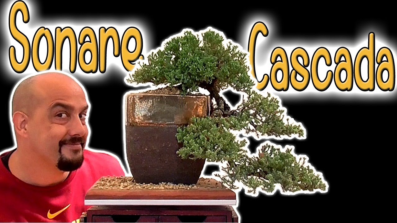 Bonsai zero sonare cascada - trasplante 2019