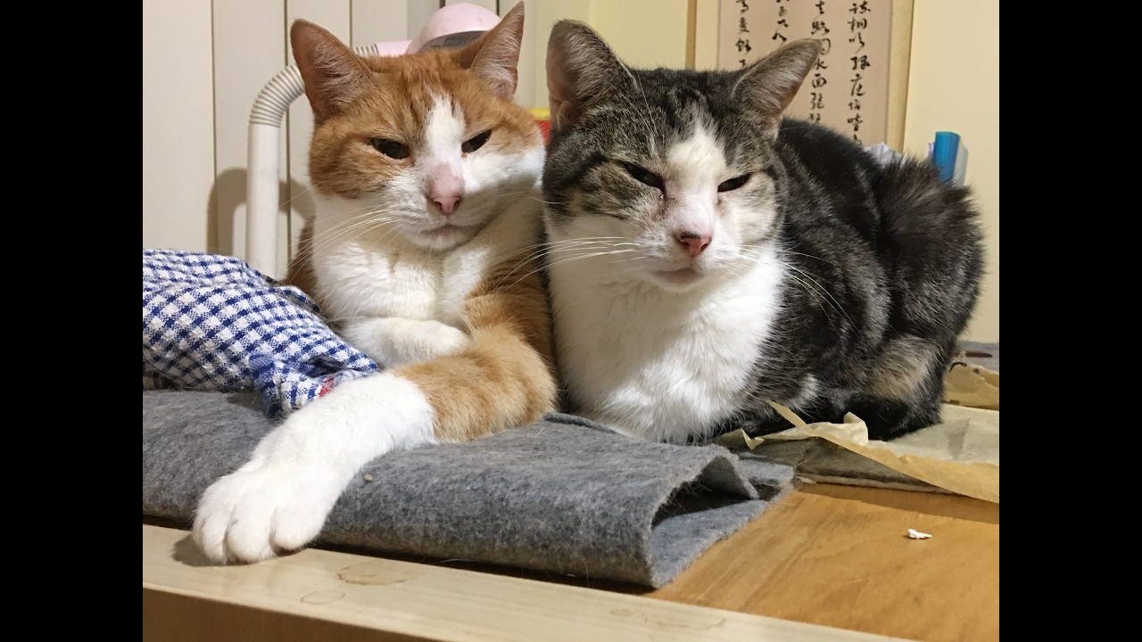 首播陪我寫字｜首播で一緒に書きましょう｜Write with me  😊｜貓｜猫｜cat