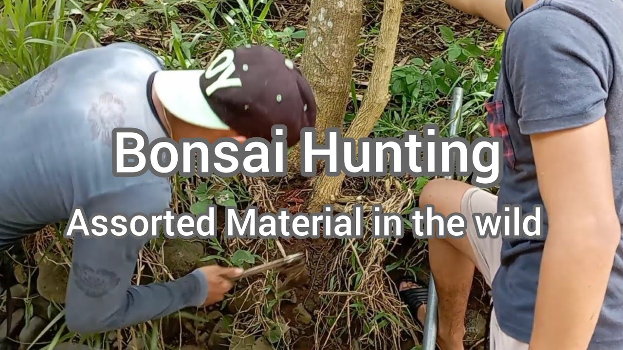Bonsai Hunting Philippines (part1)Argao Gubat, Sampalok, Tsaang Gubat Bonsai Hunting
