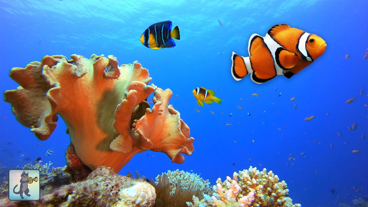 2 HOURS of Beautiful Coral Reef Fish (4K) 🐠 Clownfish, Ocean Fish & Relaxing Aquarium Music