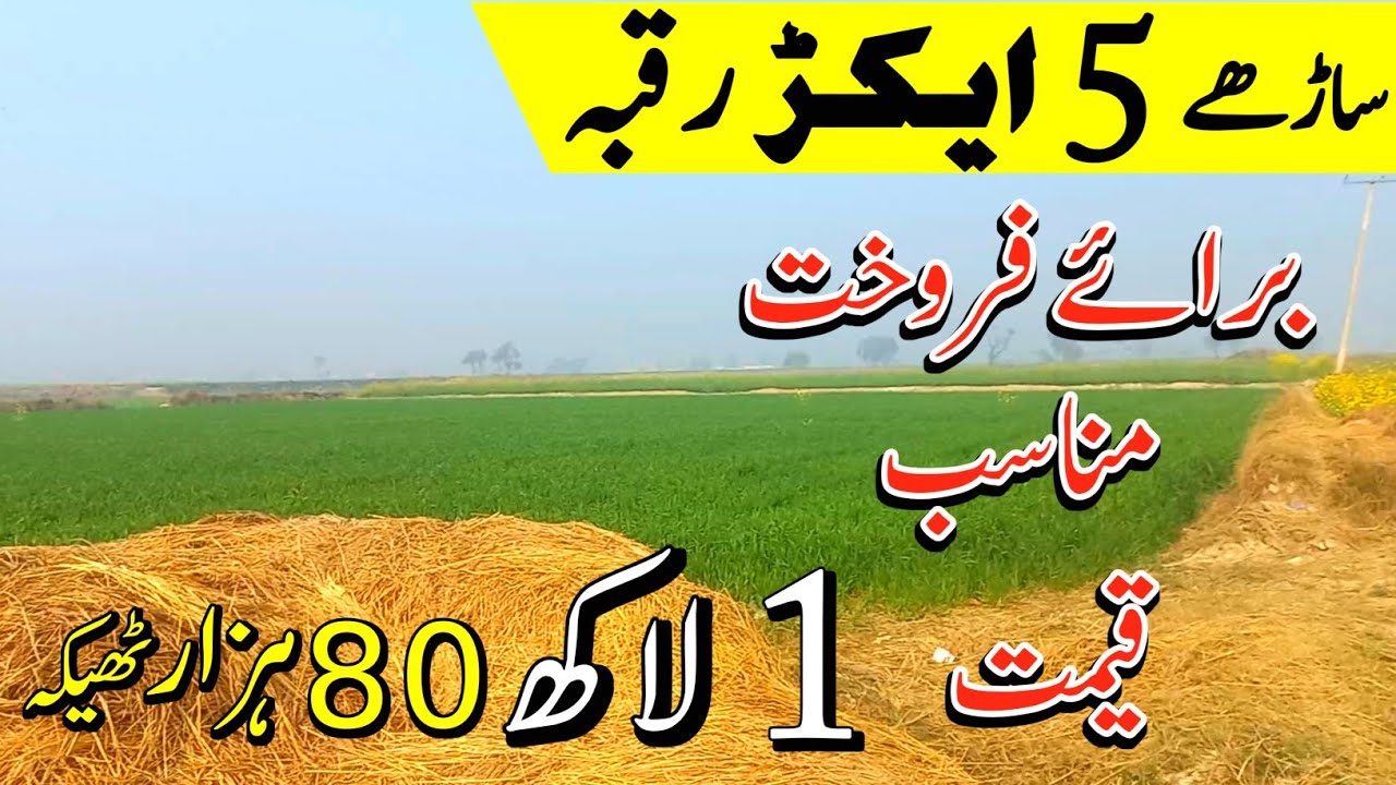 5.5 Acres Affordable Farming Land | Agriculture Land for Sale in Punjab Pakistan | Episode 191
