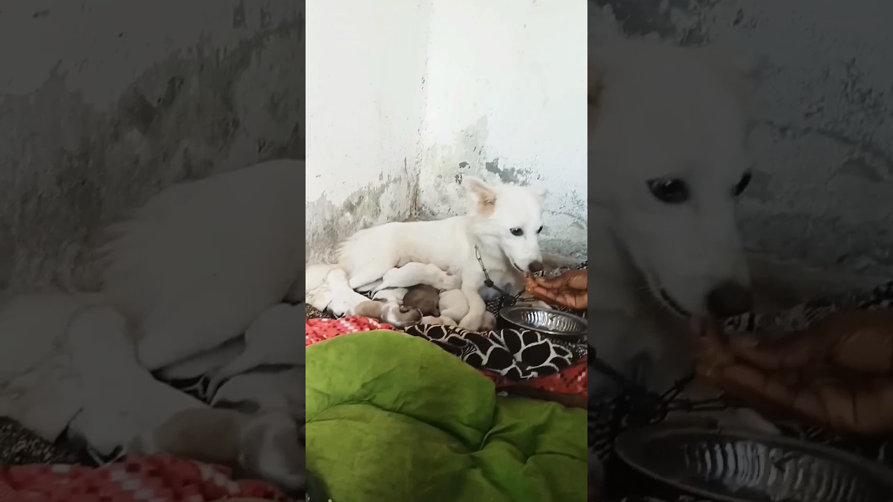 # dog# pet lovers# emotional# cute puppy# youtube shorts telugu