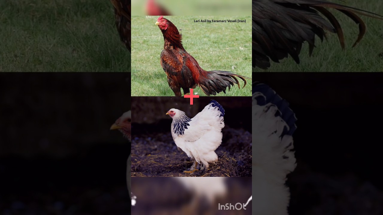 Hybrid of Brahma chicken and Lari chicken