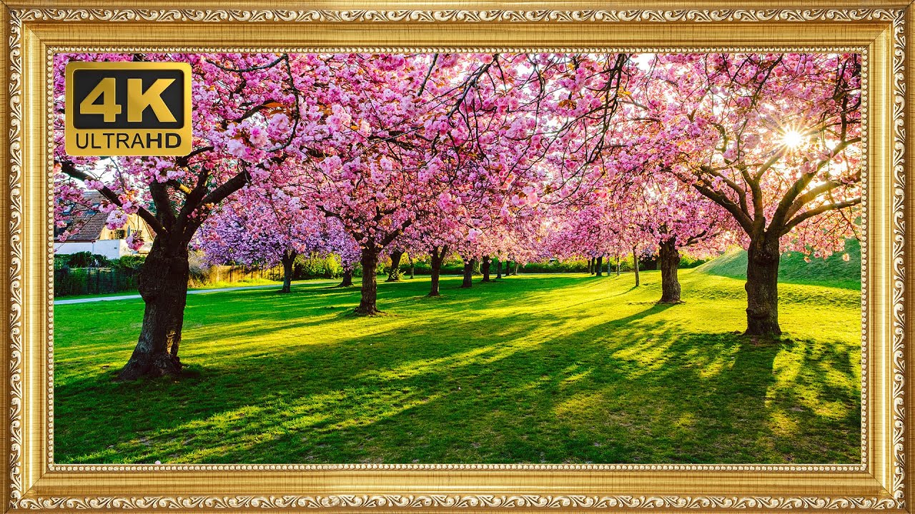 5🖼️🌸 Turn Your TV into a 4K Work of Art | Cherry Blossom Spring Garden