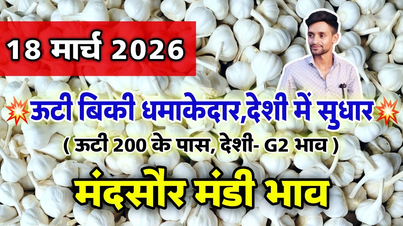 नई लहसुन का भाव मंदसौर मंडी 18 मार्च 2026 | ooty lahsun | New Garlic Rate #mandsaur_mandi_bhav 