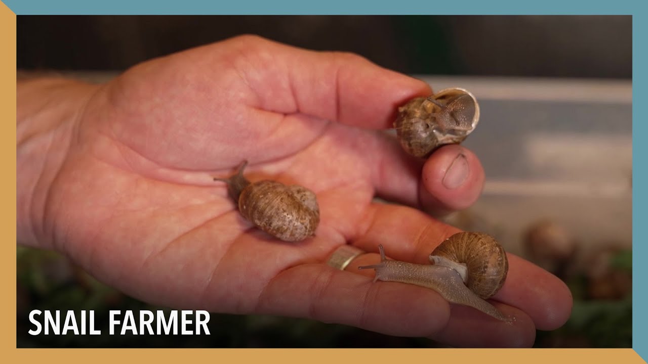 Snail Farmer| VOA Connect