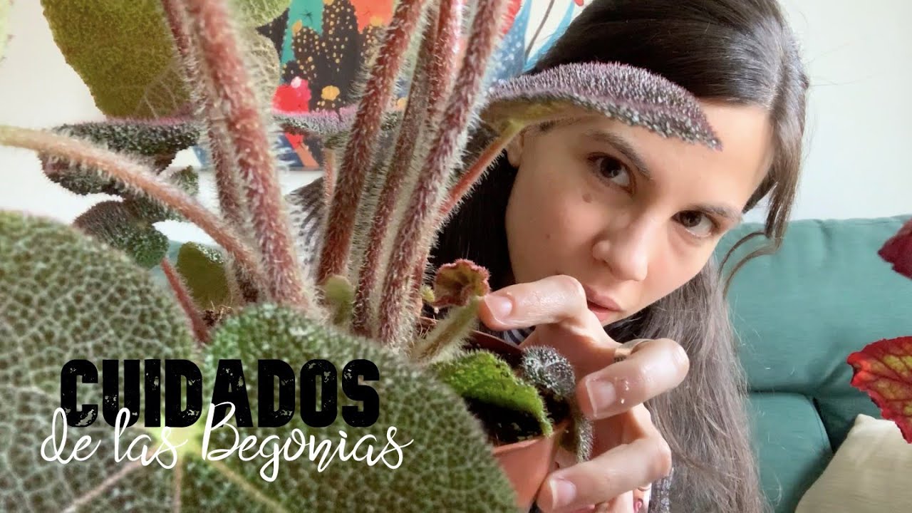 Cuidados de las begonias: iluminación, riego y abono