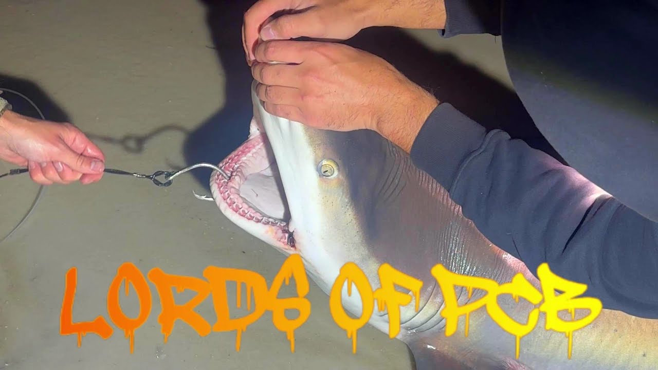  Florida Man vs 6 Foot Monster Shark  | LBSF | Winter PCB FL 