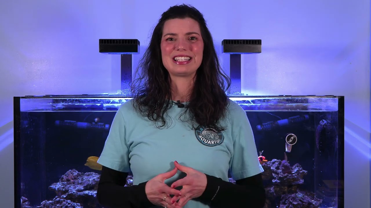 10 Reasons to keep soft corals