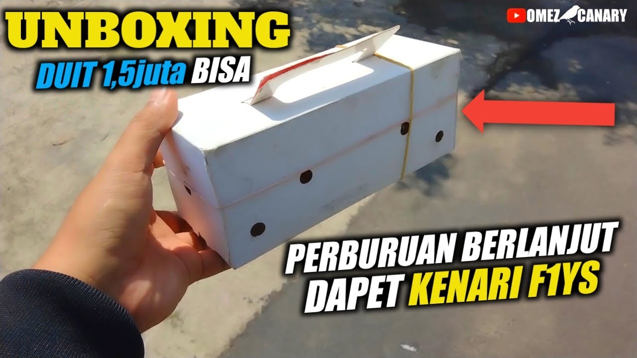 MURAH‼️ nemu KENARI F1ys medium size tapi prospek gantangan kayaknya nih