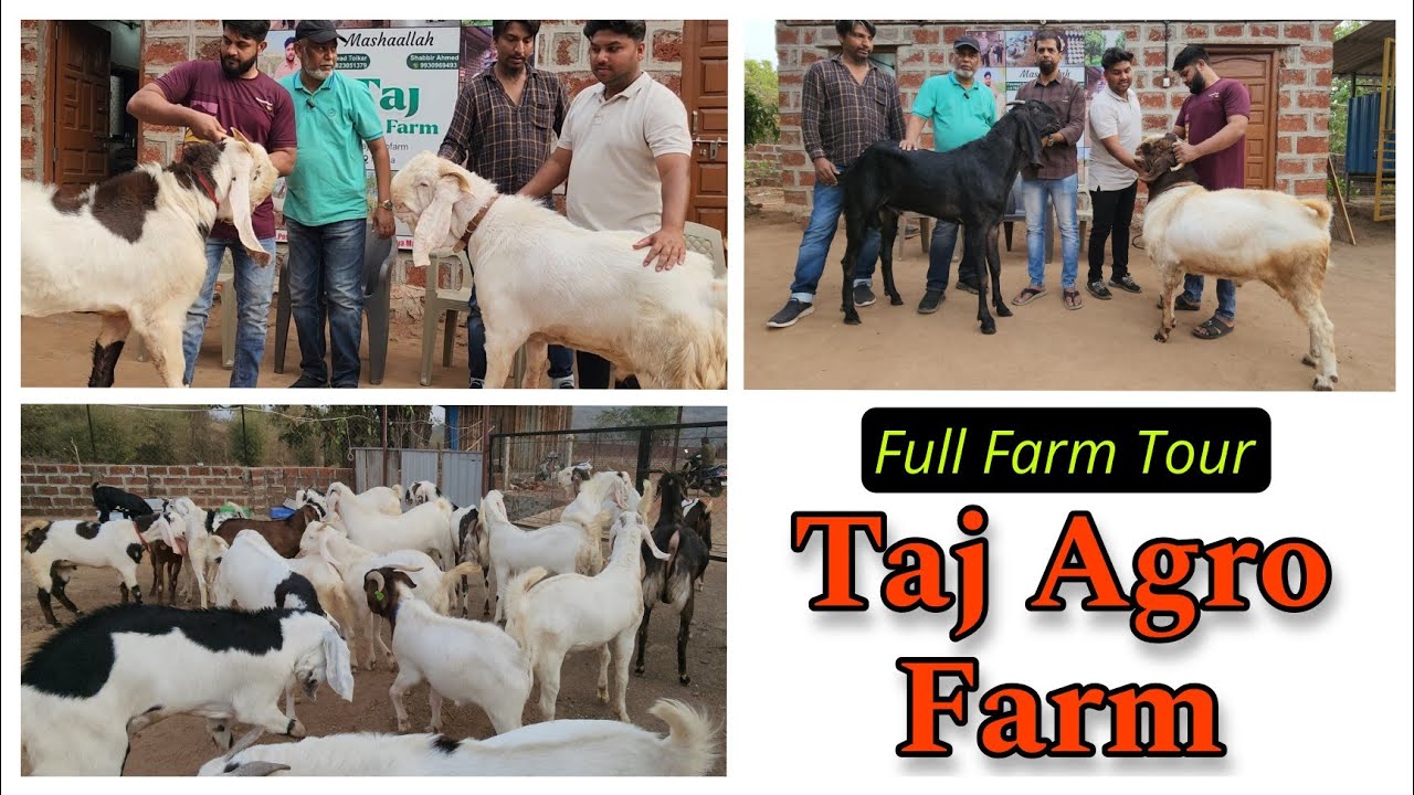 Kokan Ka Sab Se Bada Goat Farm TAJ AGRO FARM | Khassi Andul Bakre Collection|@Rizwankranti