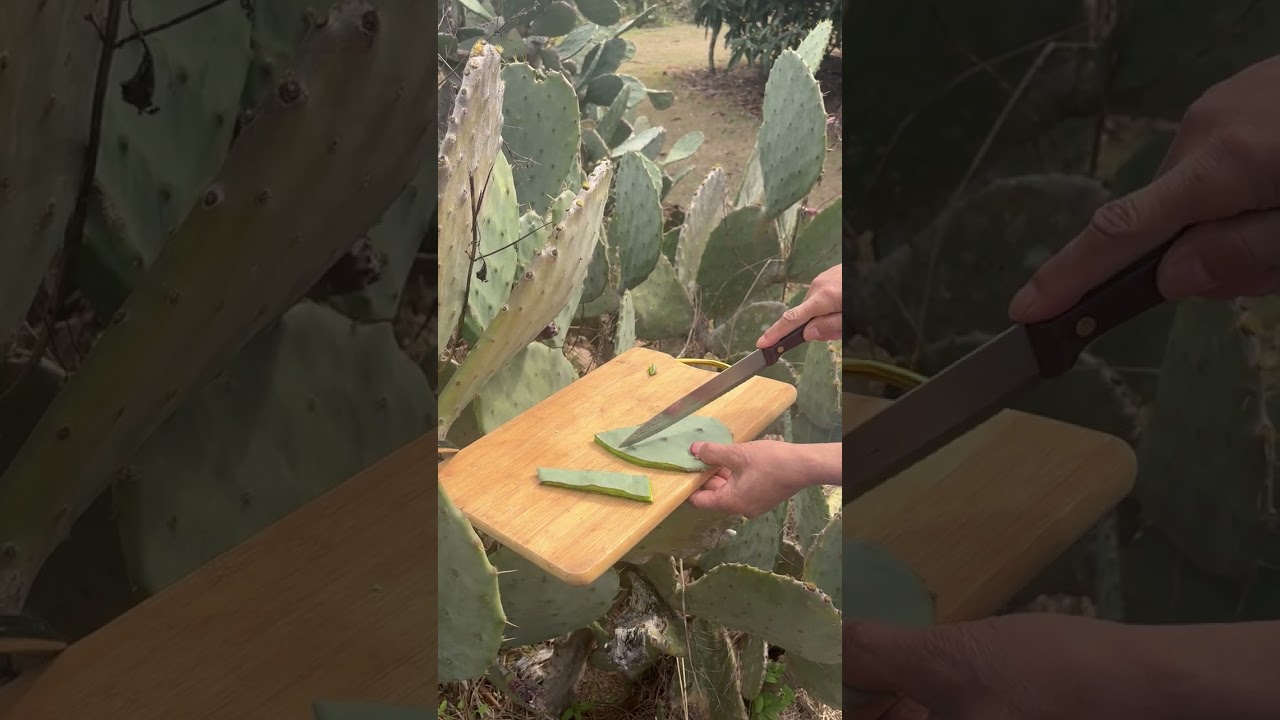 Eating a   Wild cactus  leaf without getting getting  splinter thorns