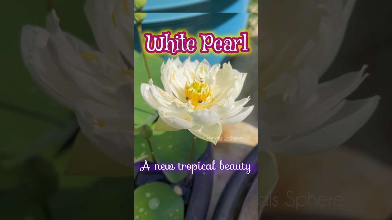 WHITE PEARL 🤍🪷