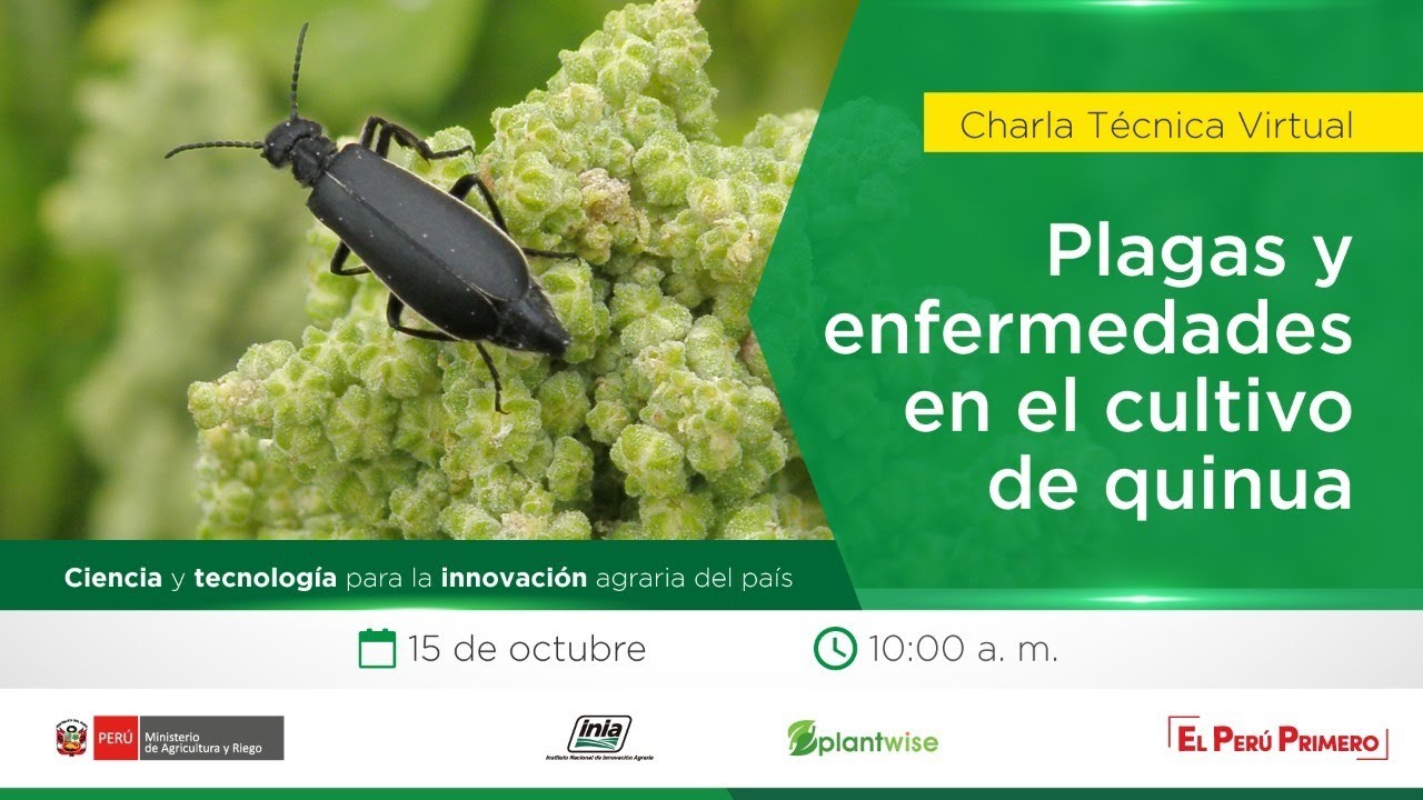 Plagas y enfermedades en el cultivo de quinua