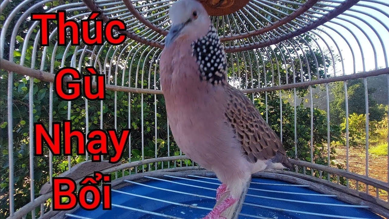 Cu gáy việt thúc gù giọng không gắt hạp bổi - kích mồi _ kích bổi rất hiệu quả