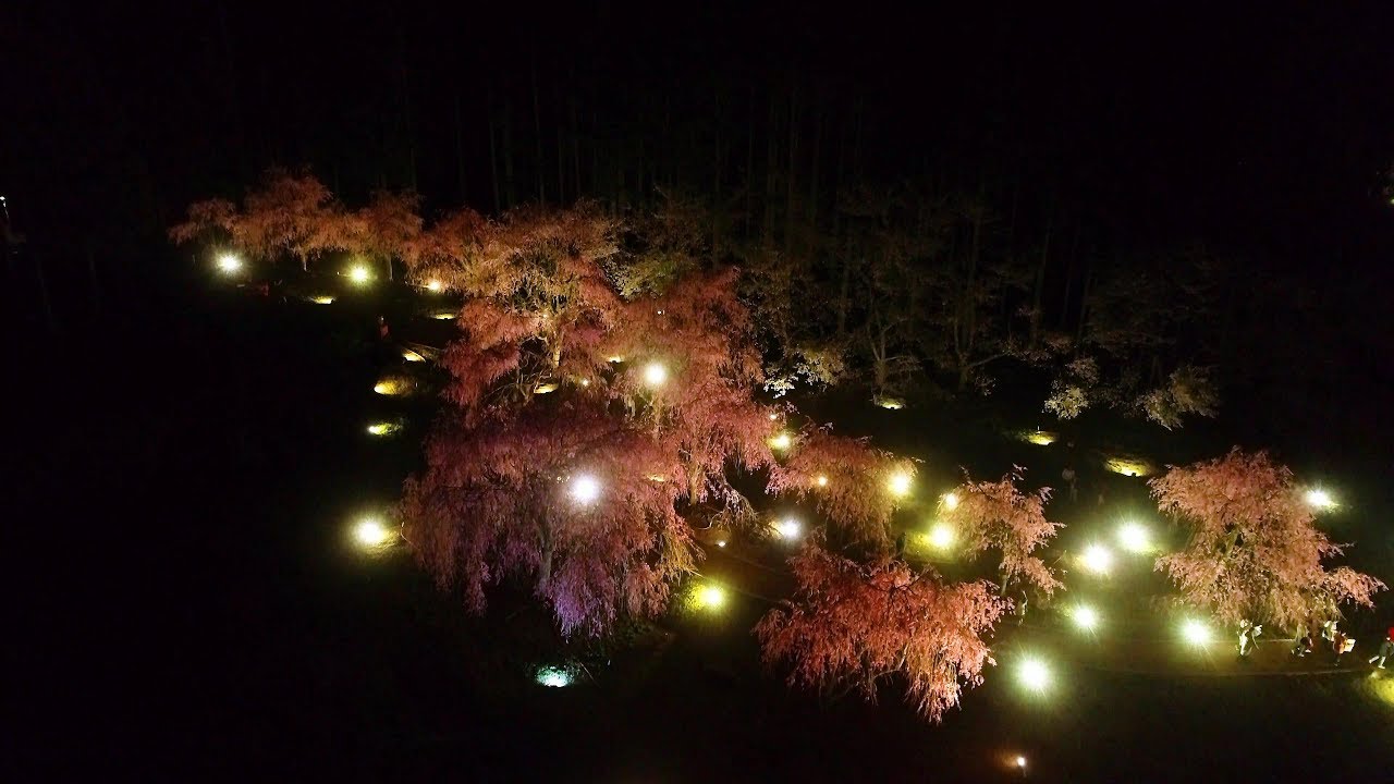 竹田の里　【 しだれ桜まつり 】4K空撮