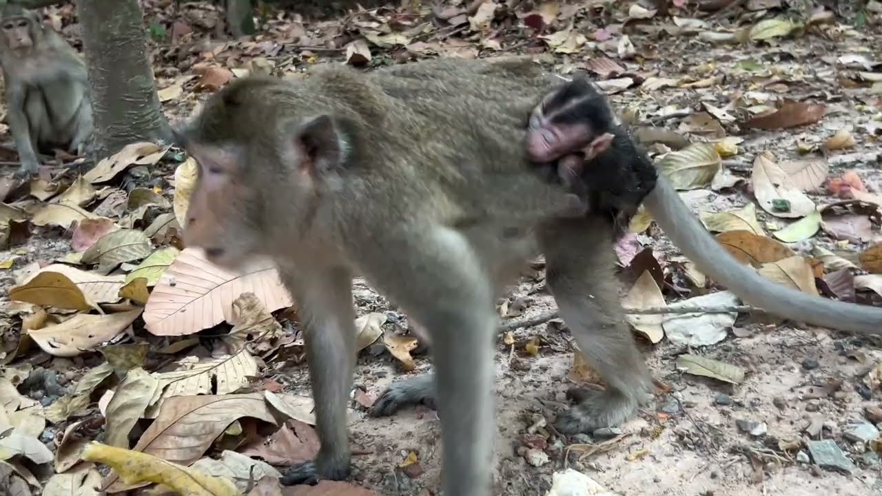 The beautiful mom Anna educating cute tiny baby Amina with good lesson 