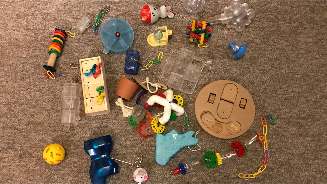 Bean the Foraging Queen - Rat vs 30+ Foraging Toys Compilation!