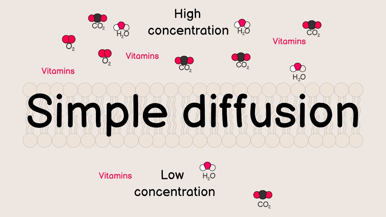 Simple Diffusion Explained | Cell Membrane Transport Made Easy