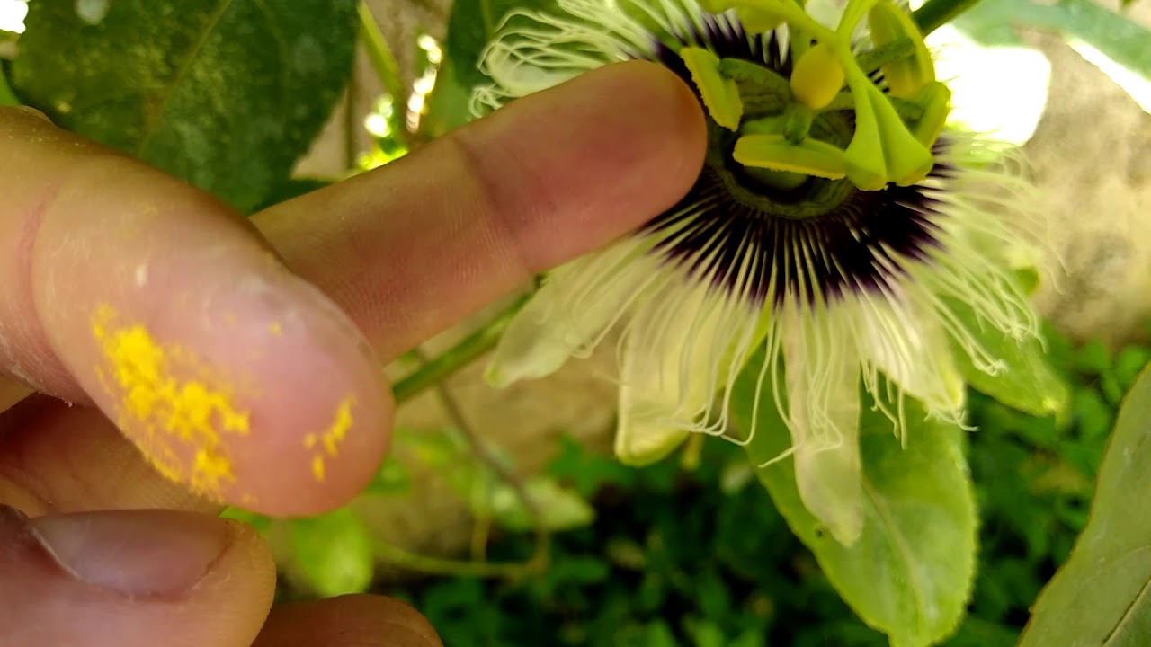 Cultivo caseiro de Maracujá – A série: Floração e polinização