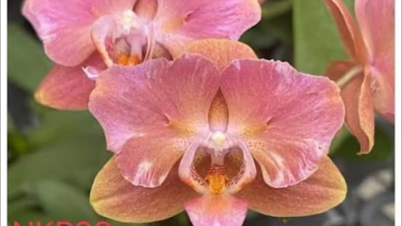 Полив и содержание , Азиаты в 1,7 наглядно и подробно 