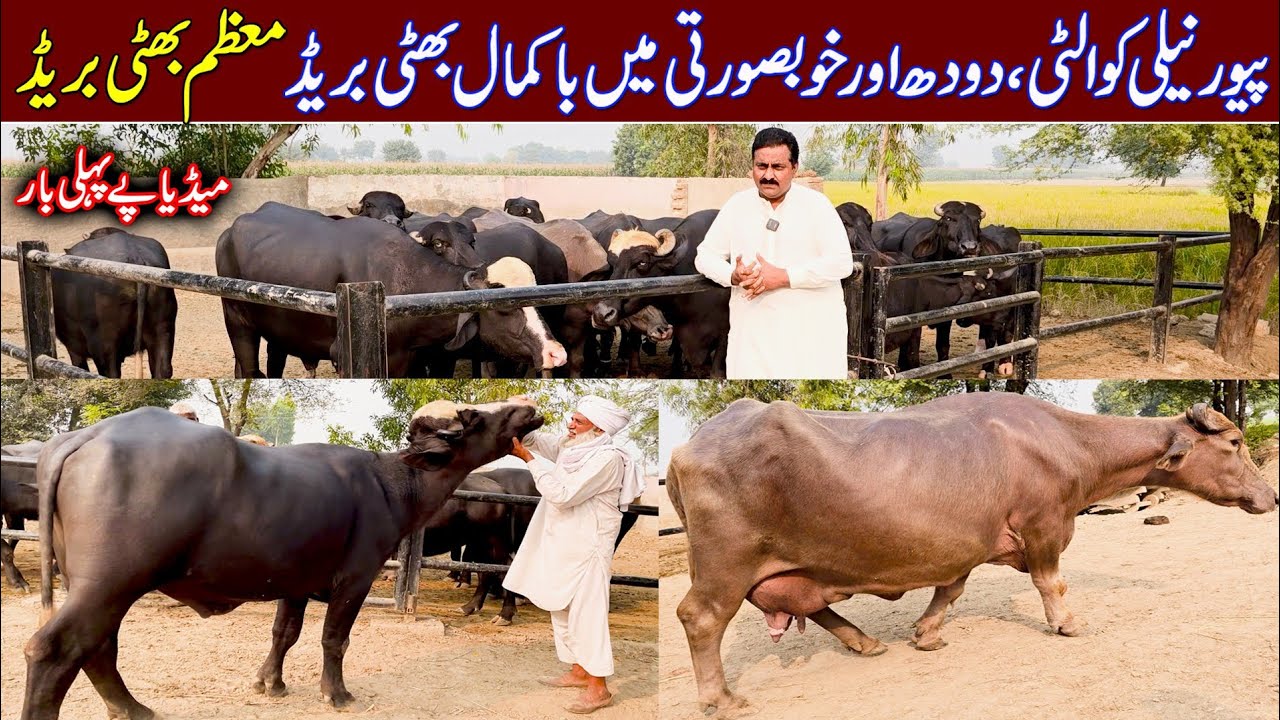 Pure nili Moazam bhatti buffalo breeding farm | buffalo breeding farm | buffalo farming | buffalo