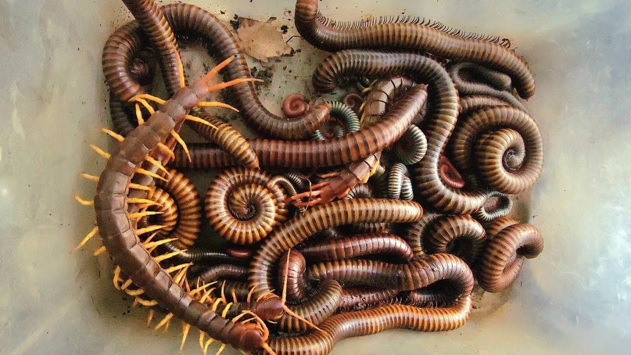 Great Catching big Millipedes Spotteds white  Millipedes red millipede Black millipede 