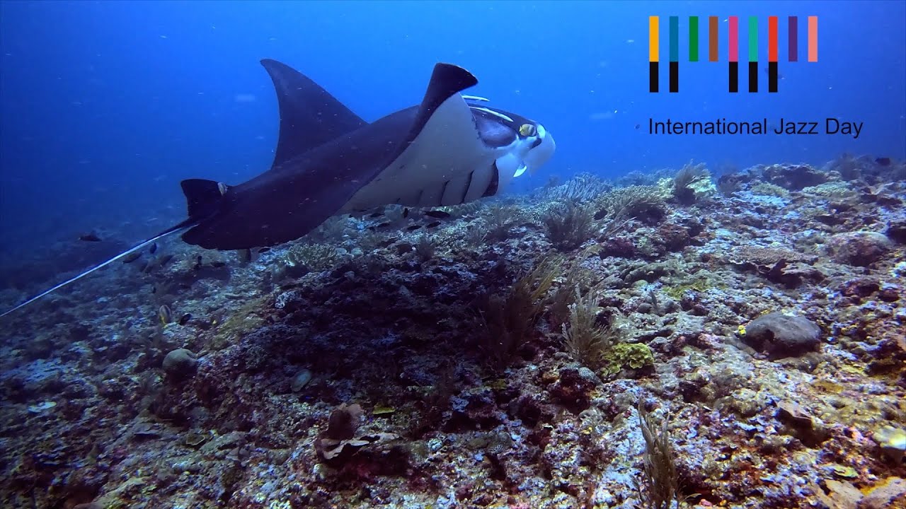 International Jazz Day 2025 - Breathless, Raja Ampat