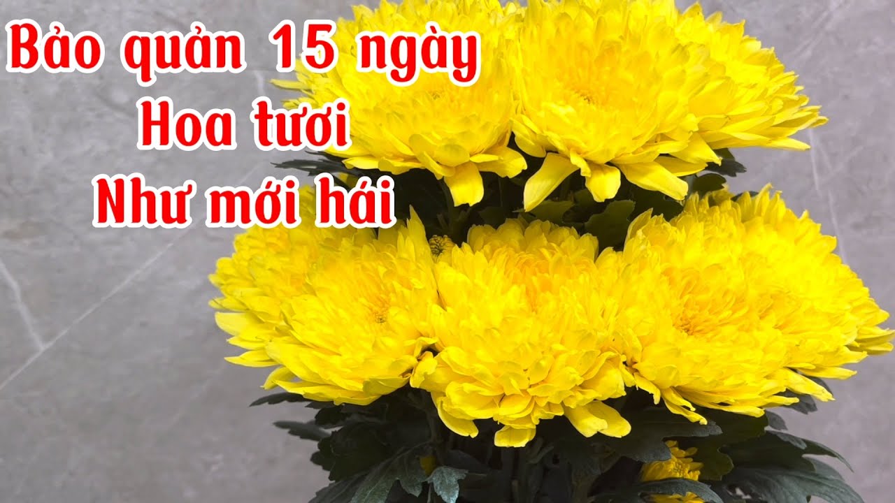 CÁCH GIỮ HOA TƯƠI LÂU NƯỚC KHÔNG HÔI QUÁ DỄ
