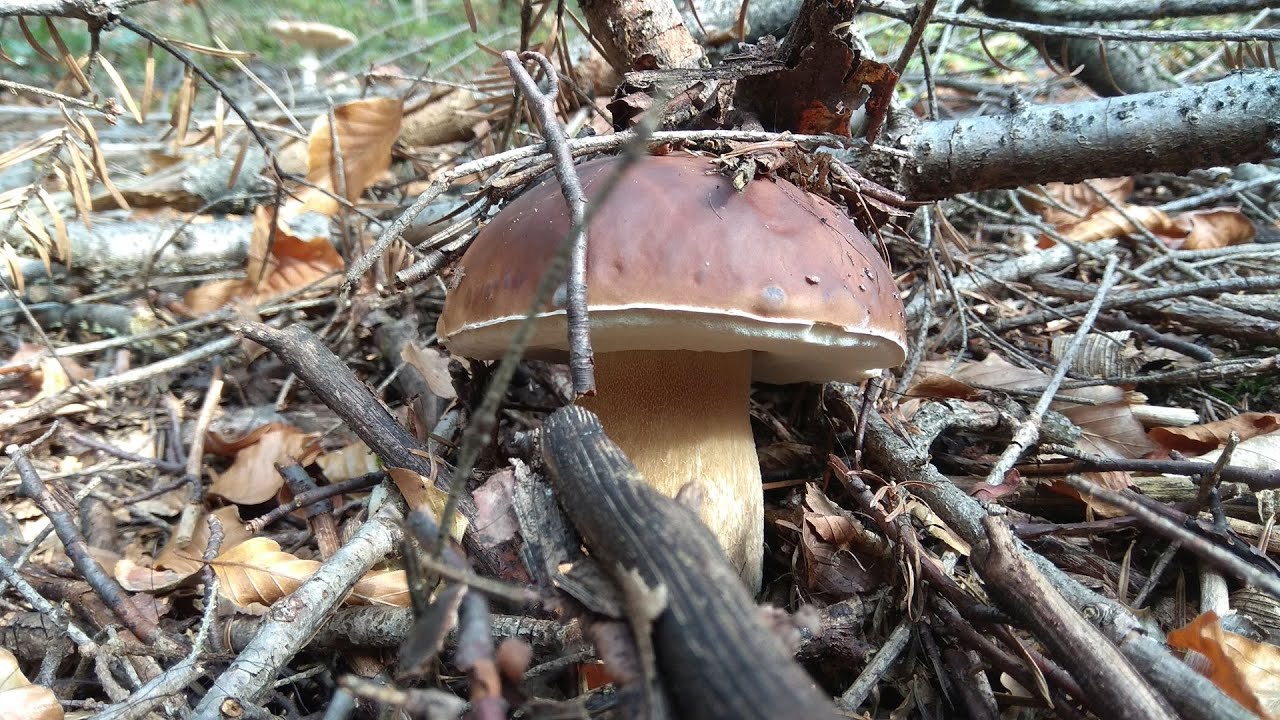 grzyby 2022 szybkie wyjście po pracy boletus edulis