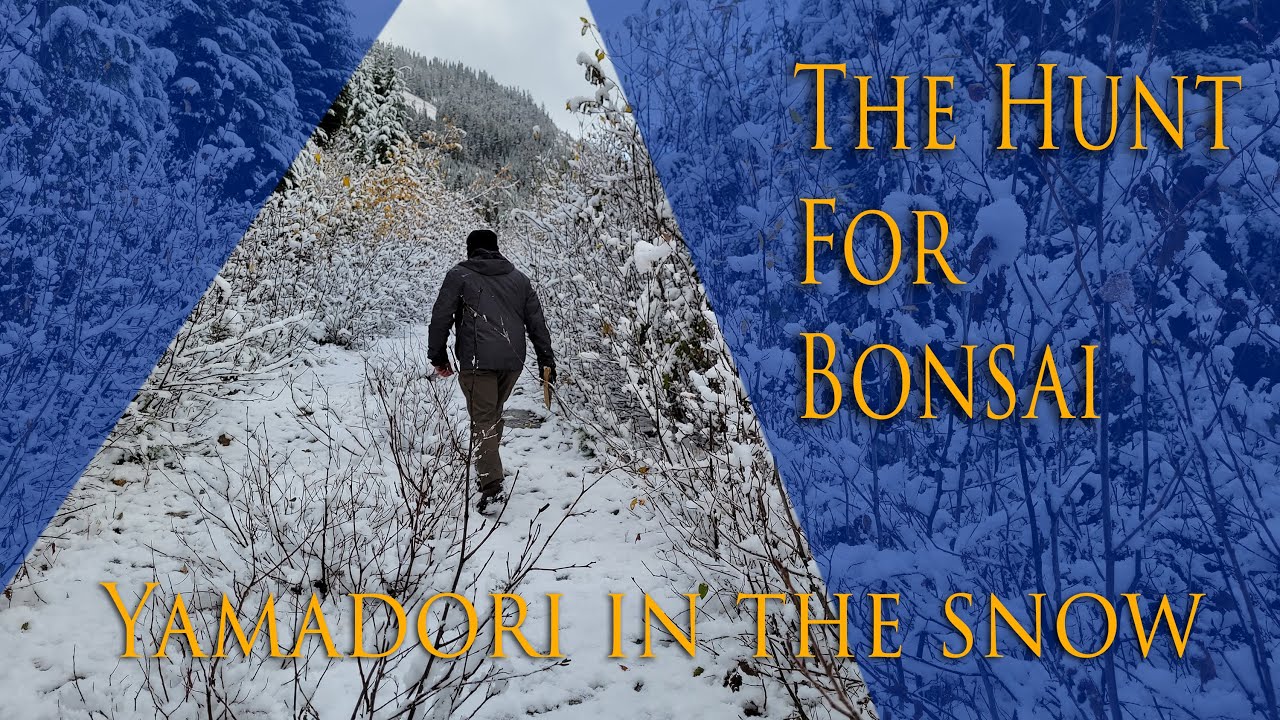 The hunt for bonsai - Yamadori on a snow covered mountain