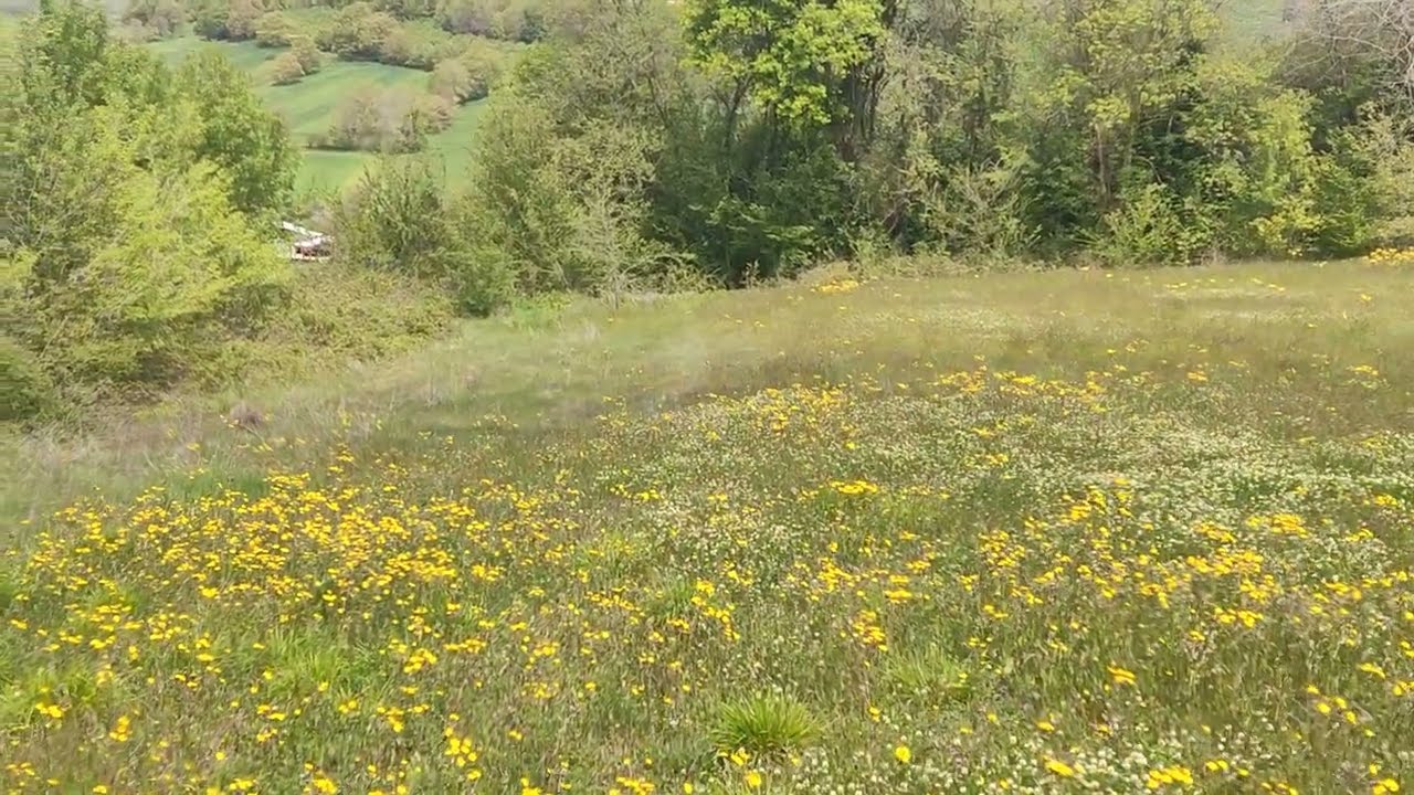 20.04.2025 DALCA KÖYÜ EĞLENCE TARLALAR MEVKİİ