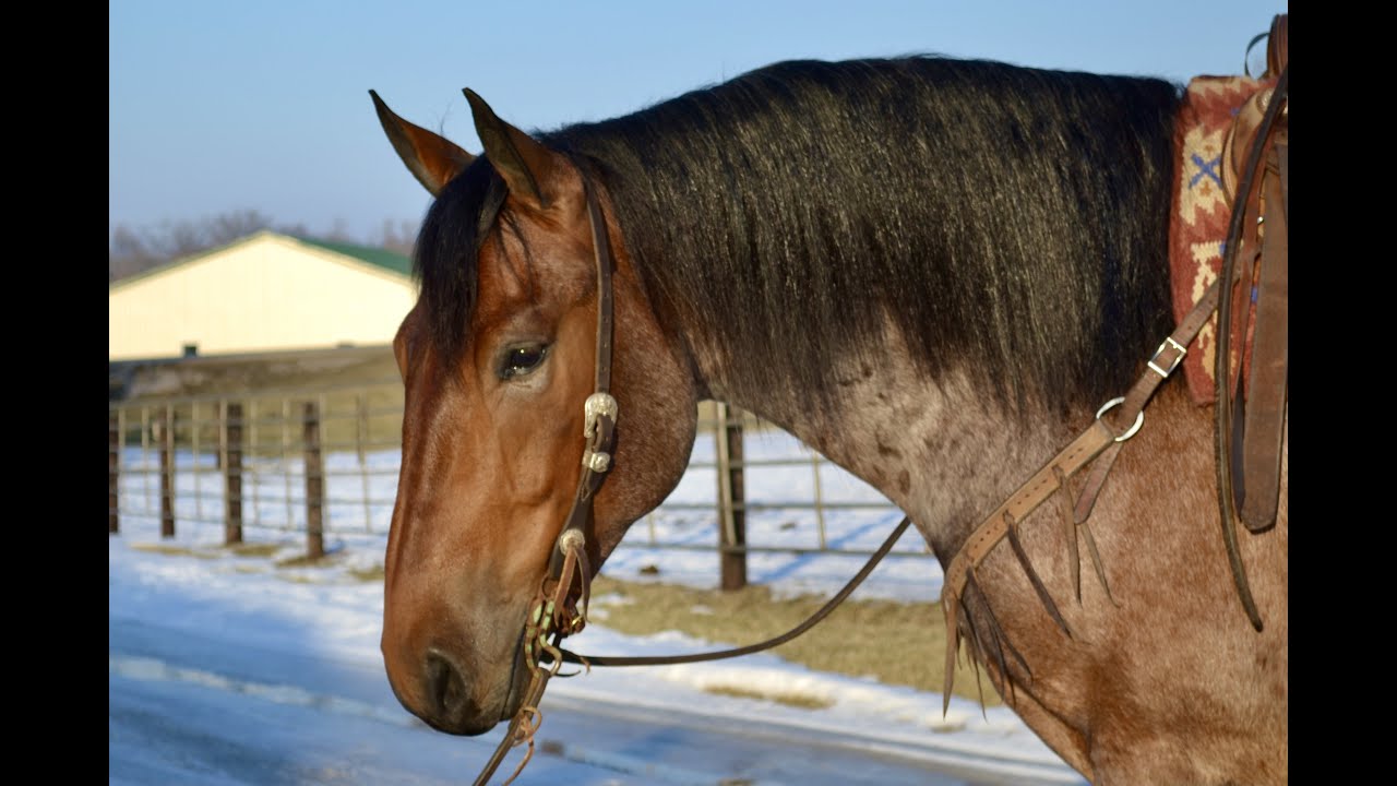 Clay - Belgian/Quarter Horse Cross Gelding