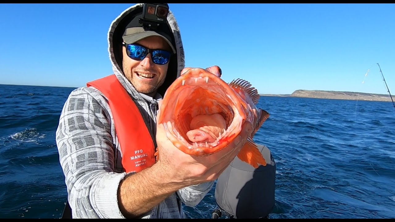 Massive Harlequin Fish - SPJ Cape Willoughby South Australia
