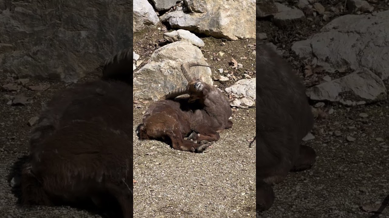 Prebujena narava v ZOO Ljubljana💮