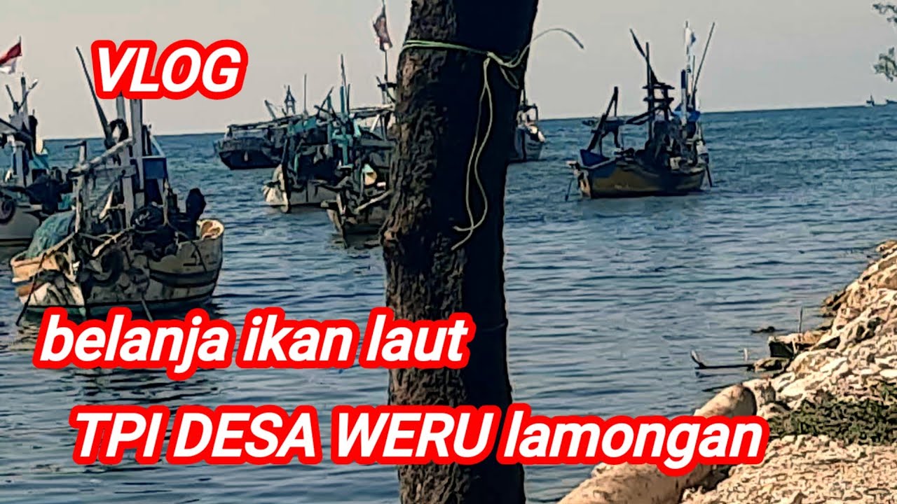 Vlog belanja ikan laut di TPI desa weru lamongan