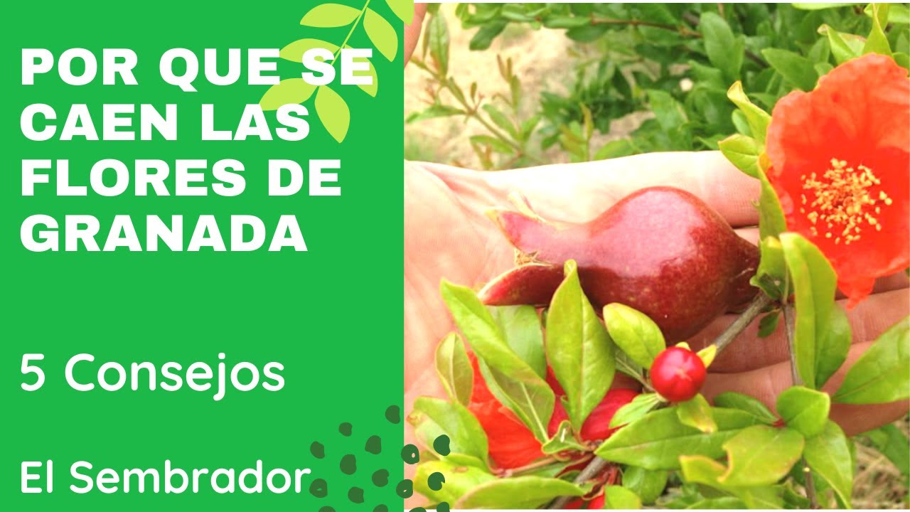 Por Que Se Caen Las Flores De La Granada - 5 Consejos
