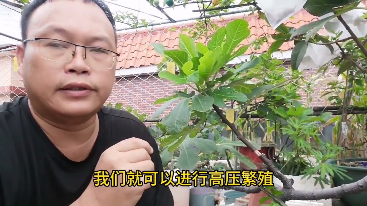 一棵树能不能同时“高压繁殖”几段？方法正确才是关键
