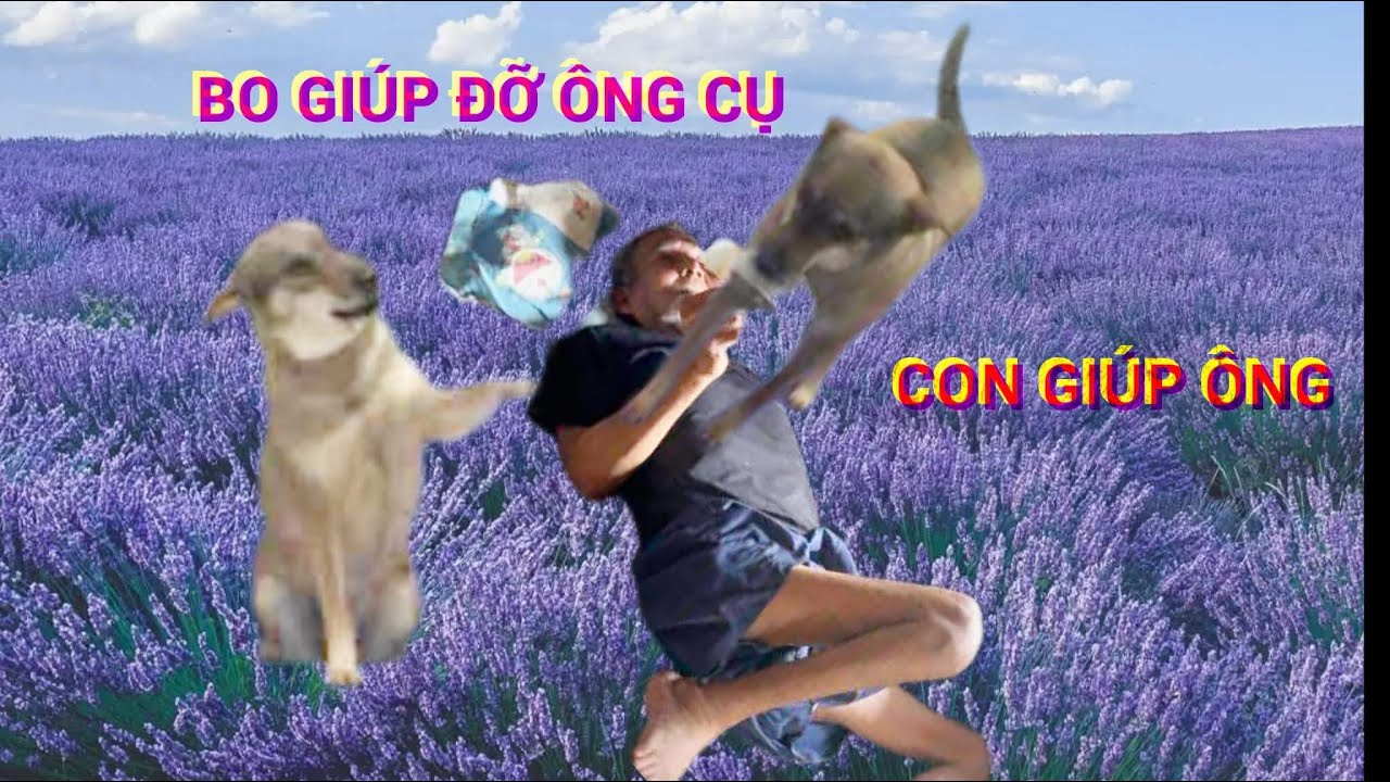 Chú chó biết giúp cụ già ￼