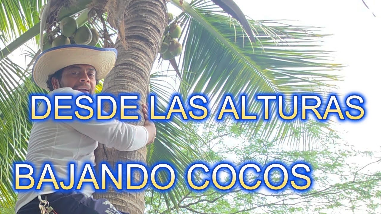 LOS COCOS DE ESTE LUGAR