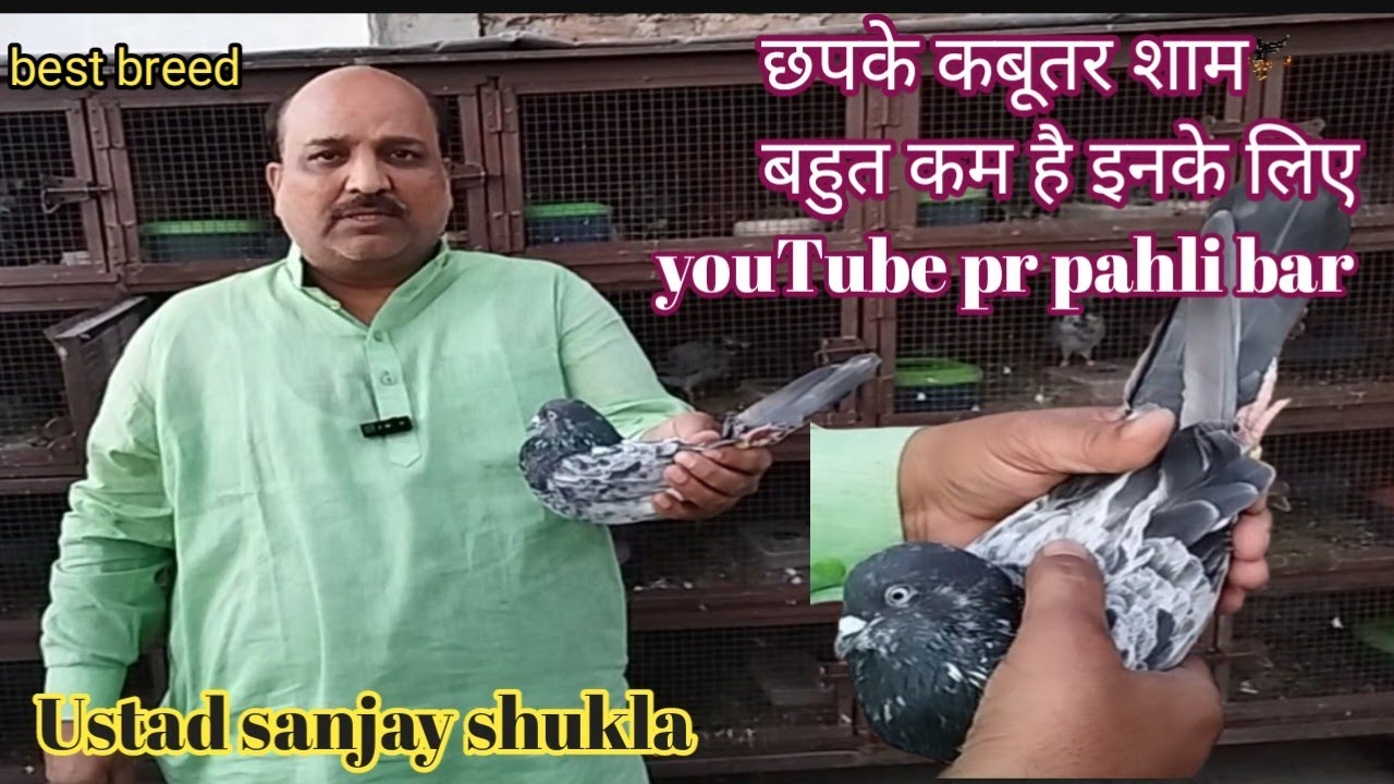 छपके कबूतर शाम बहुत कम है इनके लिए [kota high Fleyar pigeon]ustad sanjay shukla ji kota Rajsthan