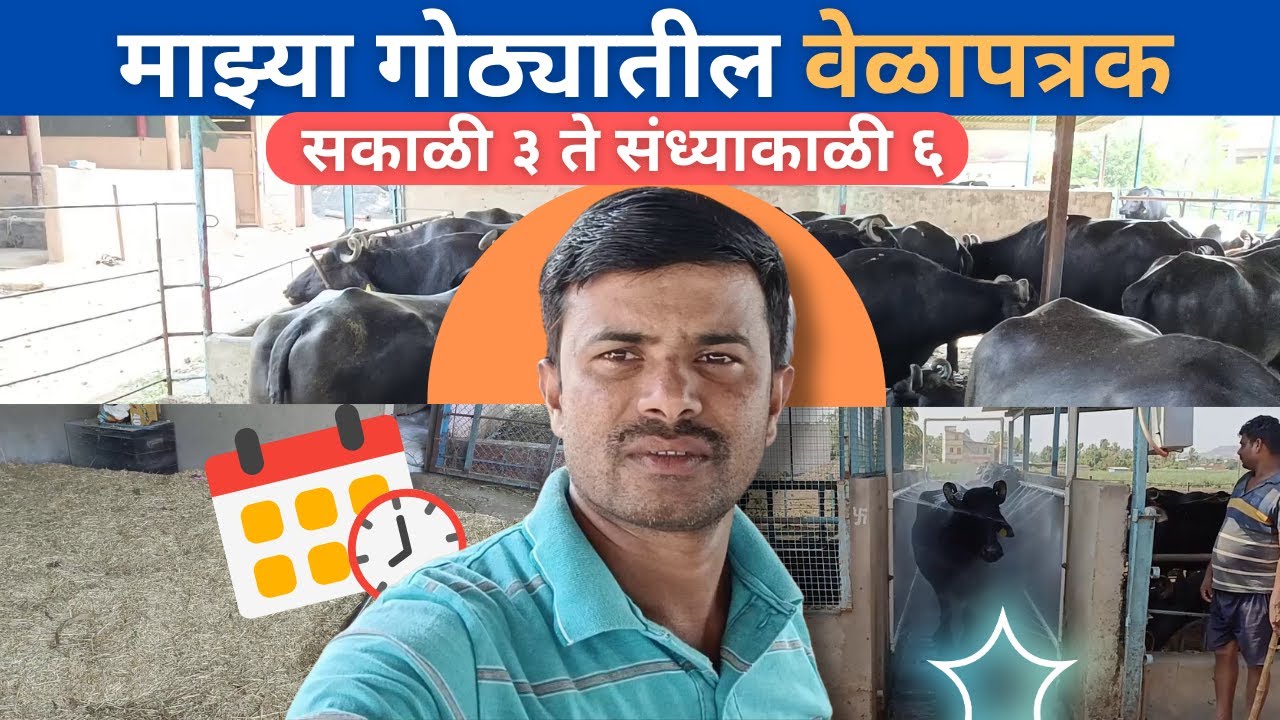 माझ्या गोठ्यातील वेळापत्रक !! आहार व्यवस्थापन, गोठा व्यवस्थापन