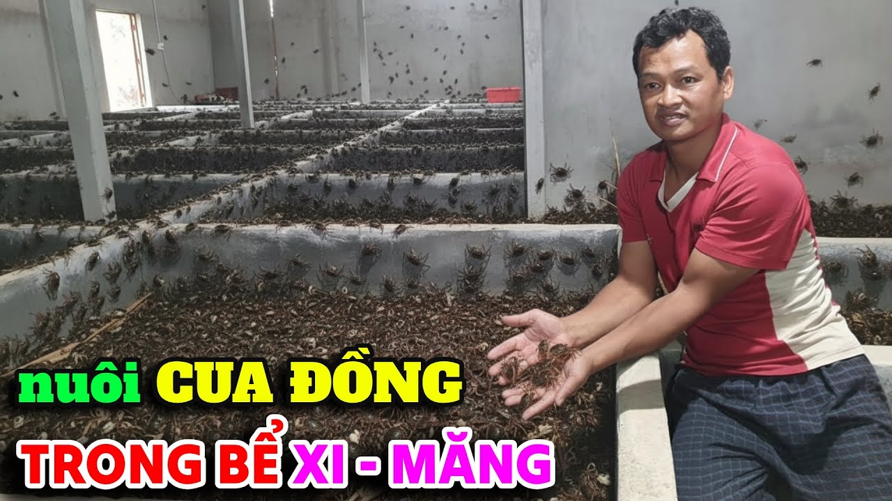 Nuôi Cua Đồng Trong Bể Xi Măng Có Dễ Không?