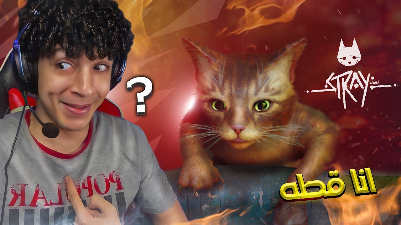 قطه فقدت عائلتها وتحولت ل سوبر قطه 😂 -  Stray #1
