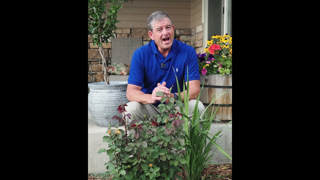 August Rose Care in USDA Hardiness Zone 5 #gardening #coloradogardening #landscaping