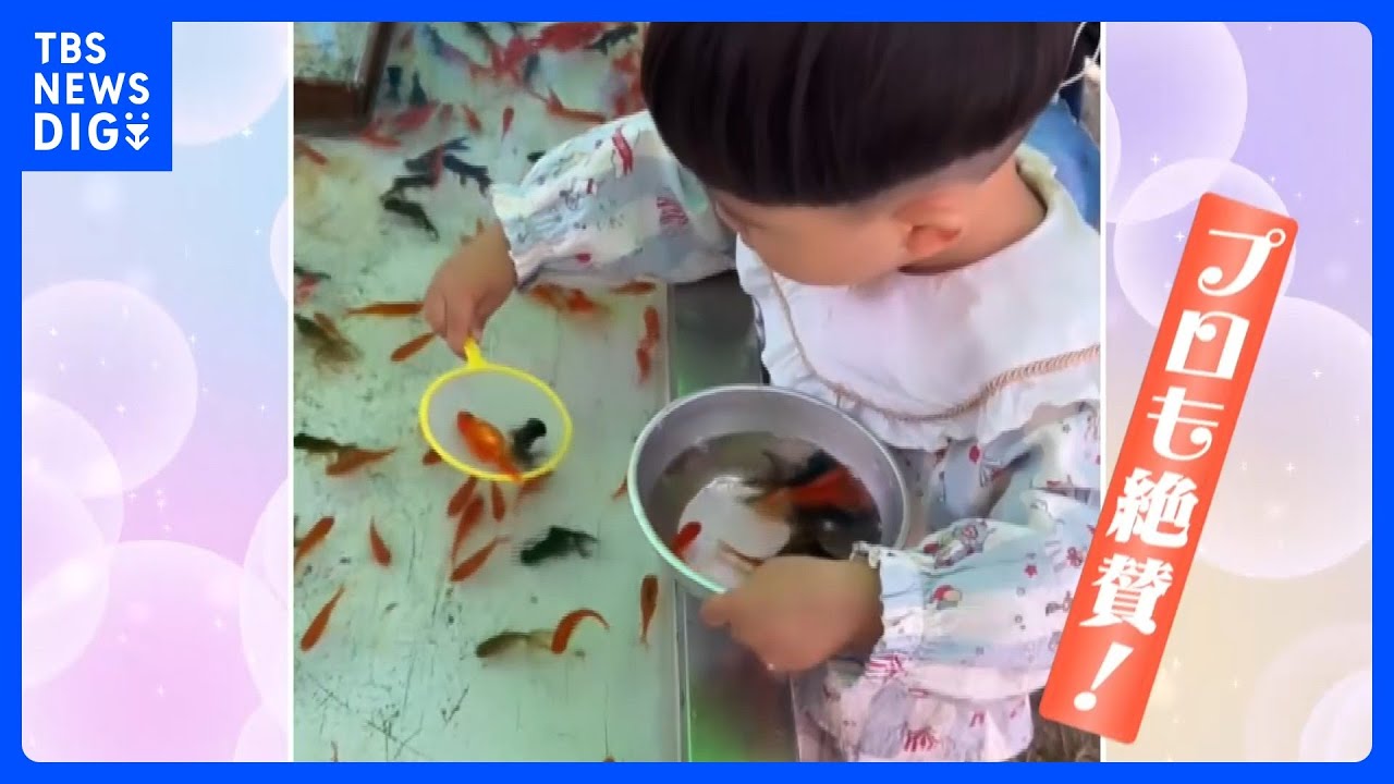 プロも大絶賛！2歳「金魚すくい天才」が現れる　動画が530万回以上再生！｜TBS NEWS DIG