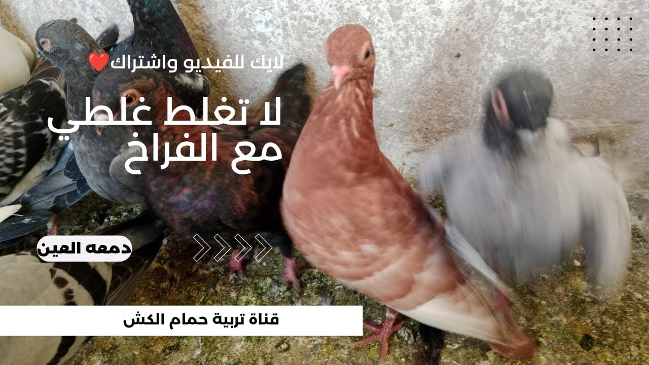 لا تغلط غلطتي مع الحمام .. وكش موعد❤️