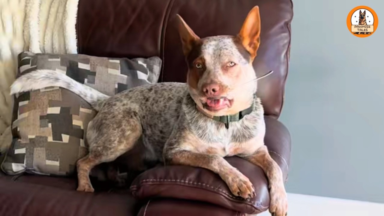 The Dog Who Keeps Stealing My Mom’s Spoons — But What He Really Stole Was My Grief