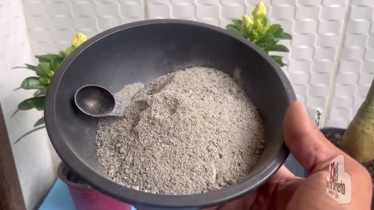 Adubo pra rosa do deserto encher de flores 